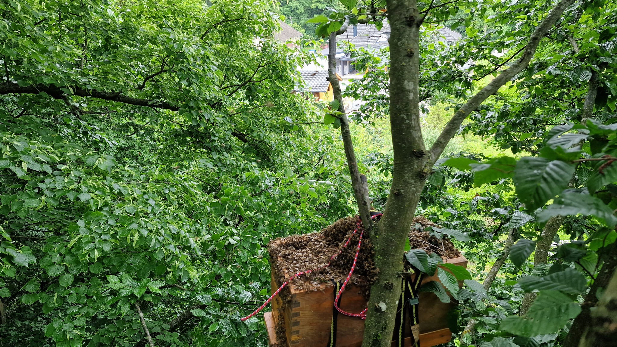 Galerija: medonosna pčela na cvijetu