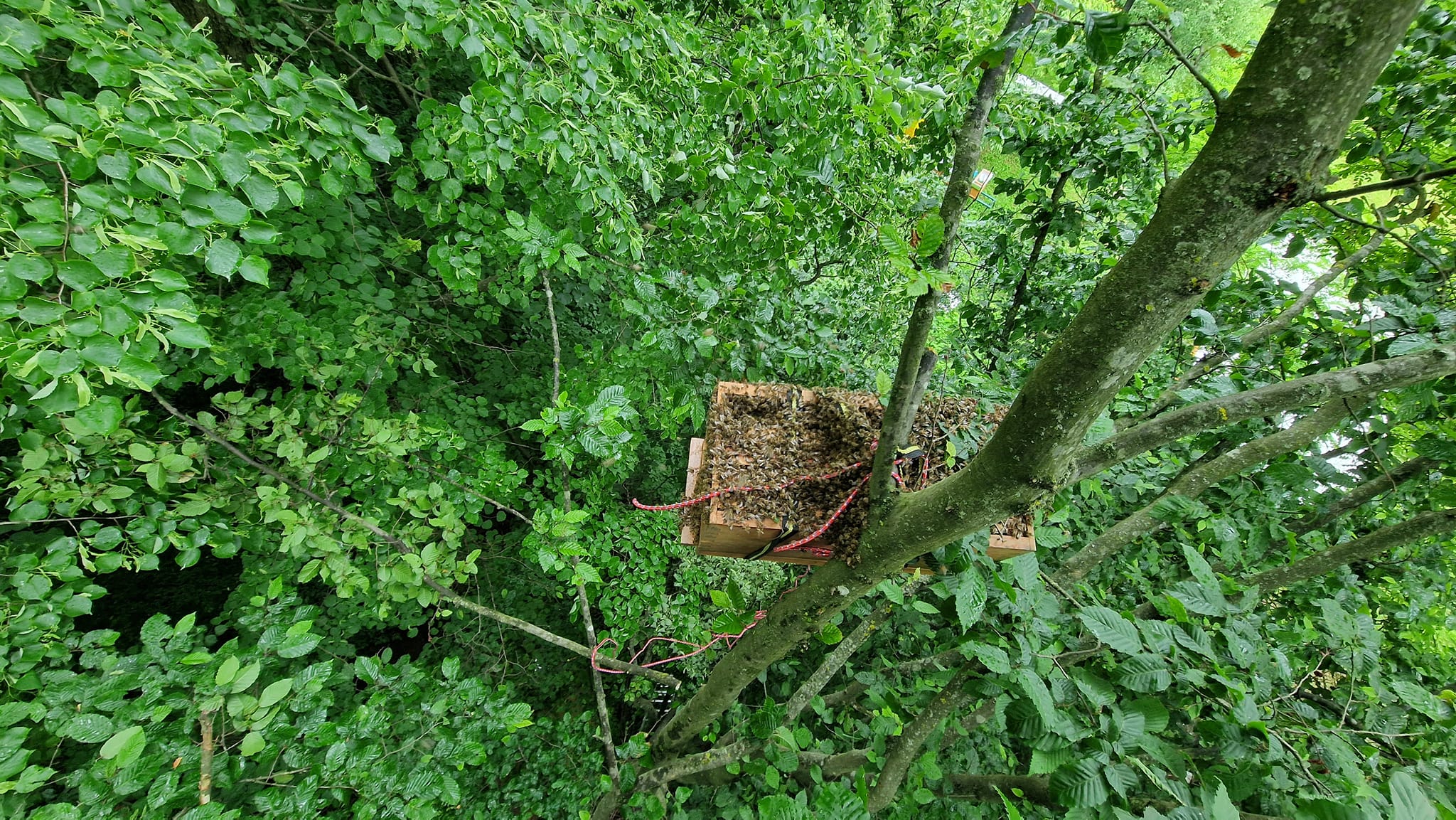 Staklenka bagremovog meda s drvenom žličicom