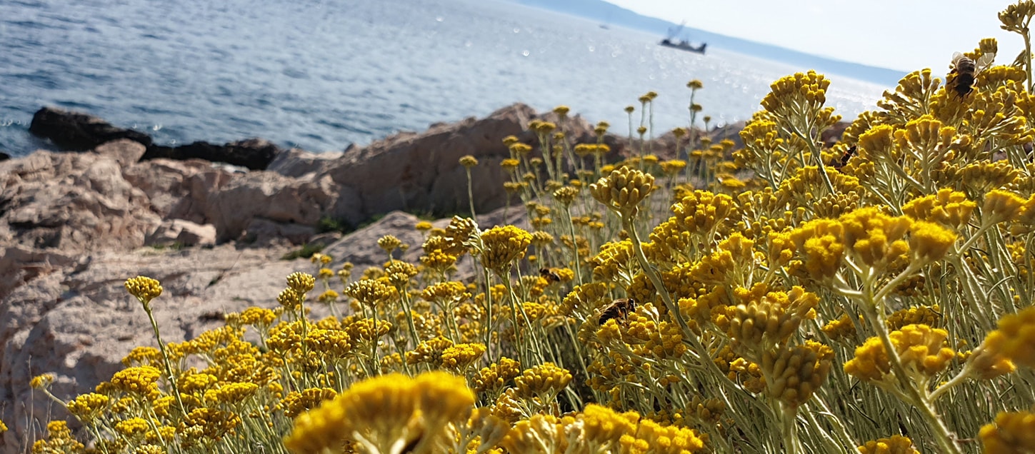 Kremasti med na žlici